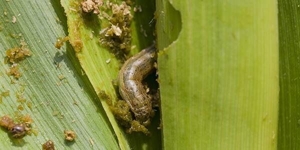 Fall armyworm Spodoptera frugiperdaon the corn leaf